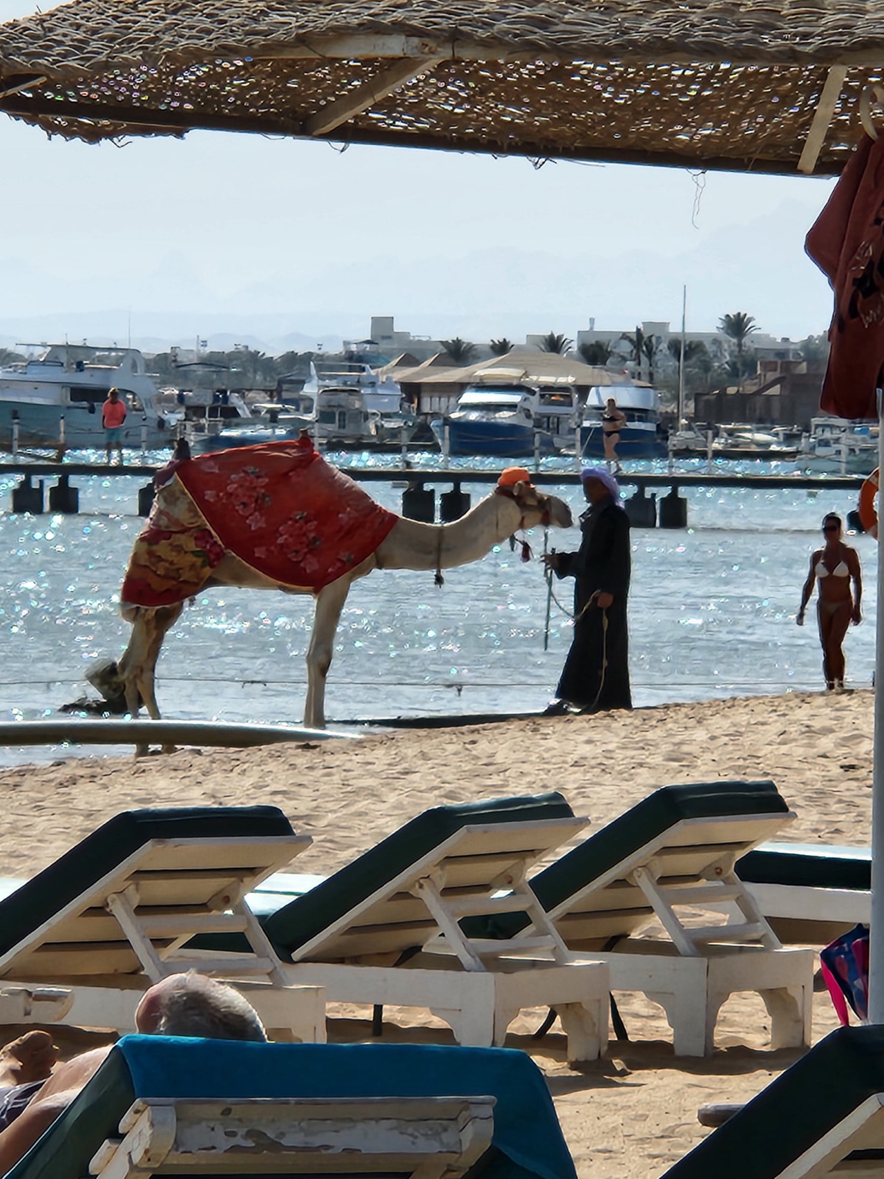 A camel on the beach at Hurghada on the Red Sea